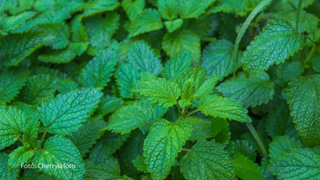menta, nyugtató menta,
