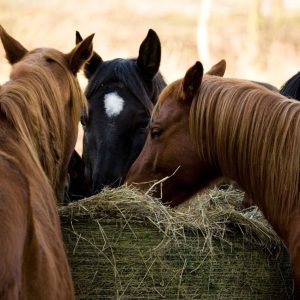 széna