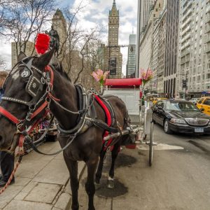 New York, Central Park, lovaskocsi,