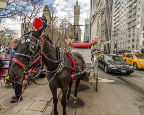 New York, Central Park, lovaskocsi,