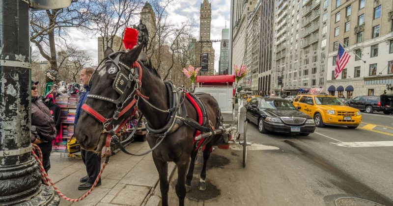 New York, Central Park, lovaskocsi,